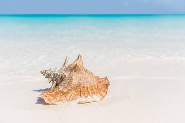 Beach shell ocean conch copyspace background Beach shell ocean conch copyspace background. Serene landscape with seashell lying on white sand in water for tropical summer vacations concept. Travel in the Caribbean. turks and caicos islands caicos islands bahamas island stock pictures, royalty-free photos & images