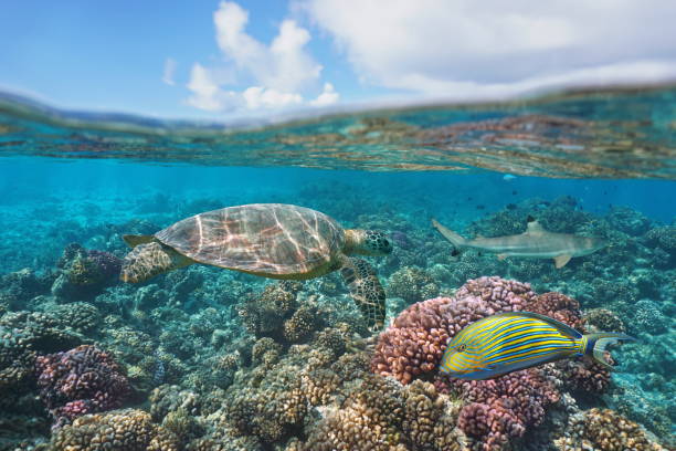 istock Turtle on coral reef Bora Bora French Polynesia 1161977743