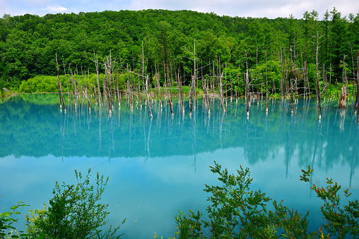 Blue Pond (Aoi-ike) is a man-made pond, which was constructed to protect the town of Biei, Hokkaido, from the volcanic eruption after the eruption of Mt Tokachi in 1988. The blue color comes from the aluminium hydroxide in the water from the nearby hot springs which reflect the color of the blue sky. Dead silver birch trees poke above the water’s surface, with their reflections on the pond.