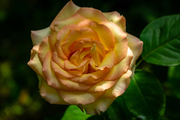 istock Soft close-up selective focus gently cream light with red vintage rose Ambiance against the bright colorful green bokeh of natural garden greenery. Romance summer evening. There is a place for text 1161978268