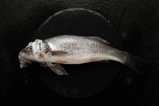 istock Dead fish and ocean pollution, plastic bag in environment. Sea wild life, ecosystem hazard 1161978420