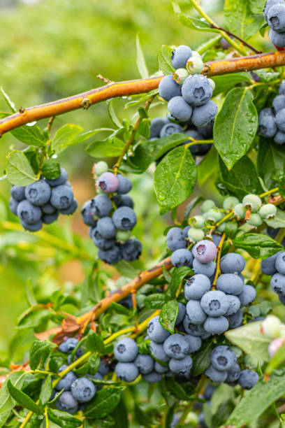 istock Farm fresh blueberries on vine. 1161978424