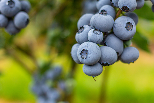 Close up of blueberries on vine ready for harvest.