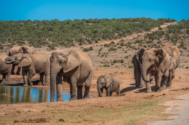 istock Elephant’s herd at water hole, South Africa 1161979197
