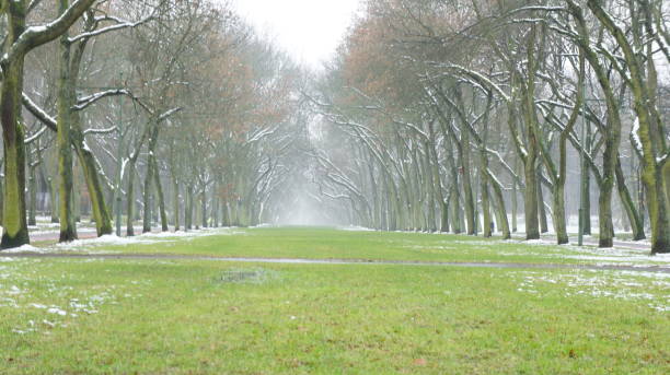 istock Winter Snow Trees, Park Road 1161979321