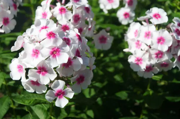 close-up of white and pink flowers of a garden phlox in sunlight