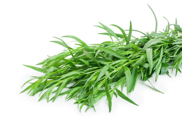 istock tarragon or estragon isolated on a white background. Artemisia dracunculus 1161979719