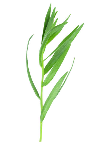 istock tarragon or estragon isolated on a white background. Artemisia dracunculus 1161979729