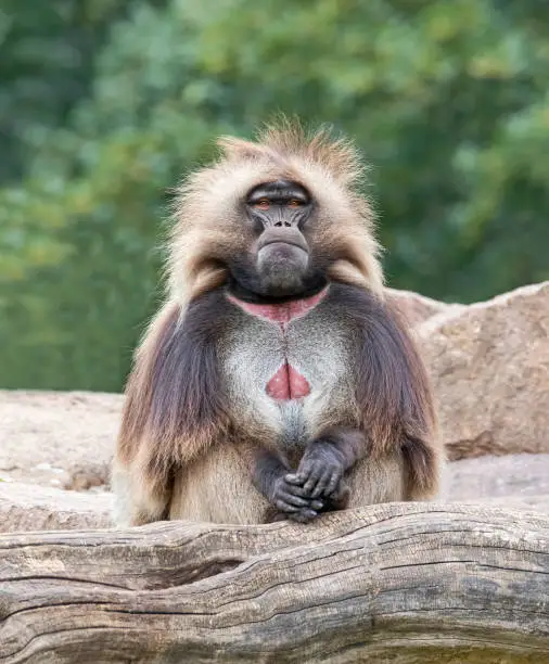 Frontal view of a male Gelada (Theropithecus gelada)