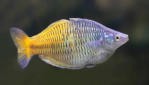 Close-up view of a Boeseman's rainbowfish (Melanotaenia boesemani)
