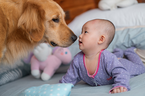 Cute asian baby girl on bed with pet dog golden retriever