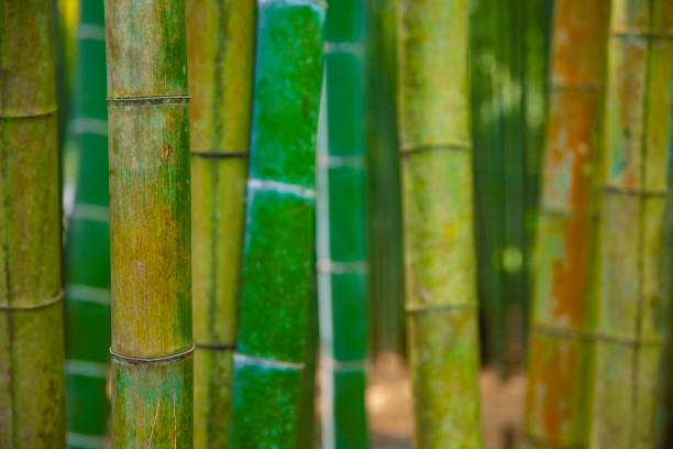 istock Bamboo forest at the traditional guarden 1161981343
