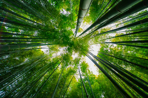 istock Bamboo forest at the traditional guarden 1161981367