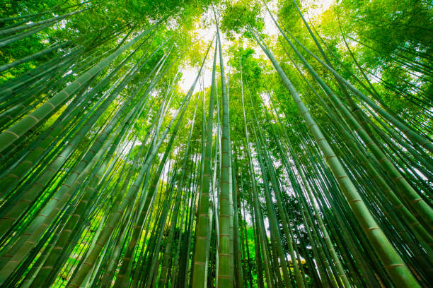 istock Bamboo forest at the traditional guarden 1161981393