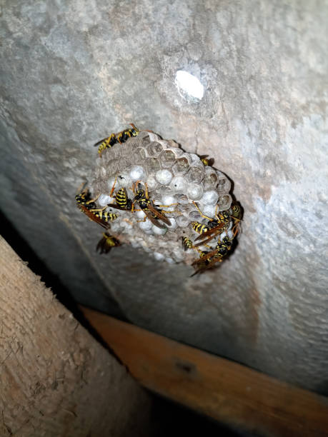 istock Wasp species polished on nest. Wasp nest 1161982357