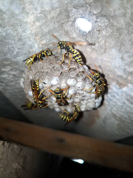 istock Wasp species polished on nest. Wasp nest 1161982360