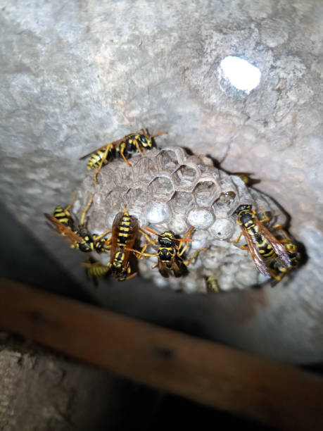 istock Wasp species polished on nest. Wasp nest 1161982361