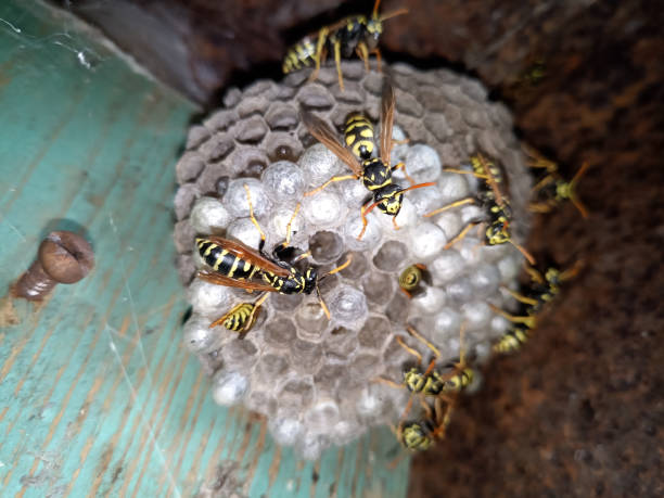istock Wasp species polished on nest. Wasp nest 1161982364