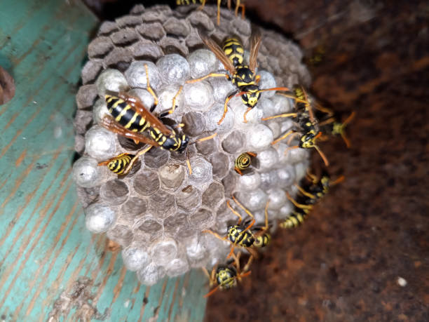 istock Wasp species polished on nest. Wasp nest 1161982368