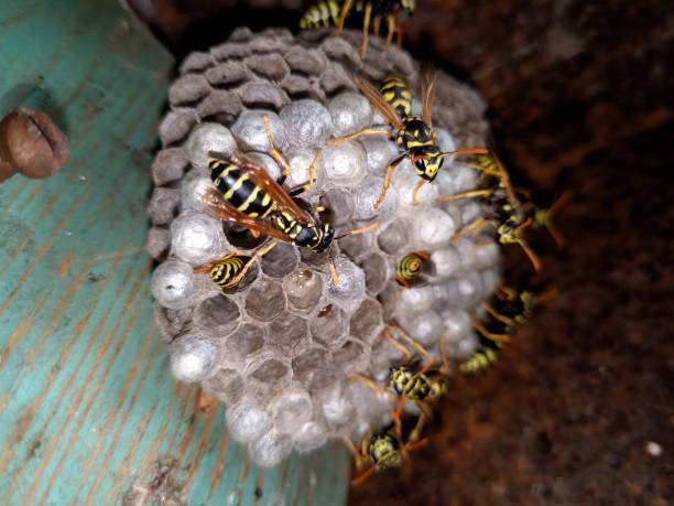 istock Wasp species polished on nest. Wasp nest 1161982369
