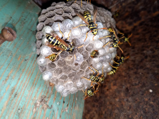 istock Wasp species polished on nest. Wasp nest 1161982370