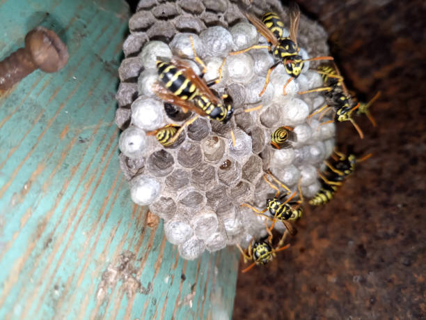 istock Wasp species polished on nest. Wasp nest 1161982373