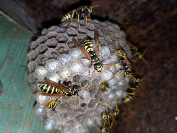 istock Wasp species polished on nest. Wasp nest 1161982380