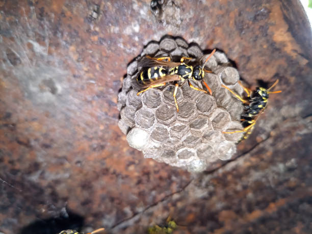 istock Wasp species polished on nest. Wasp nest 1161982381