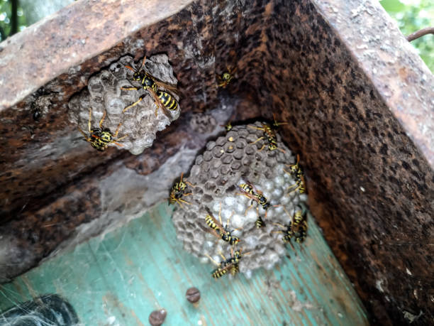 istock Wasp species polished on nest. Wasp nest 1161982386