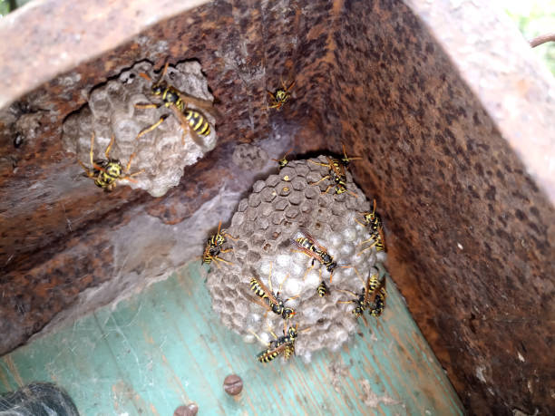 istock Wasp species polished on nest. Wasp nest 1161982391