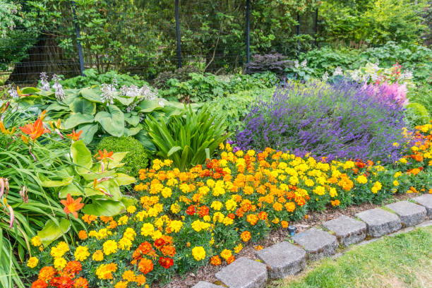istock Brilliant Marigolds At Park 3 1161982875