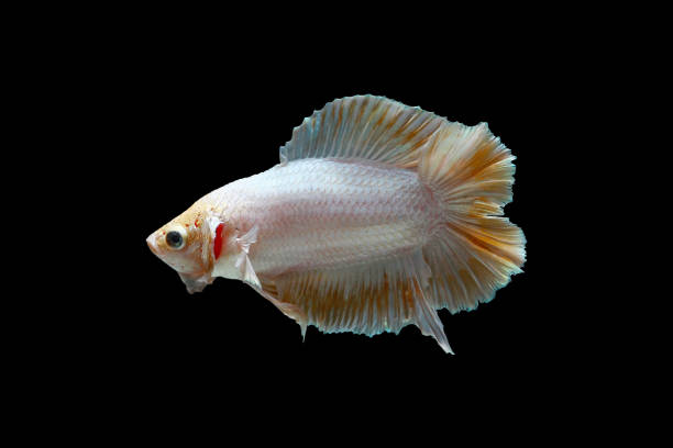 betta fish double tail siamese fighting fish on black background crown daisy stock pictures, royalty-free photos & images