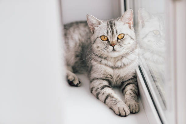 istock A Scottish or British cat with a marbled black and white color is resting on a white windowsill on a bright sunny day. 1161986192