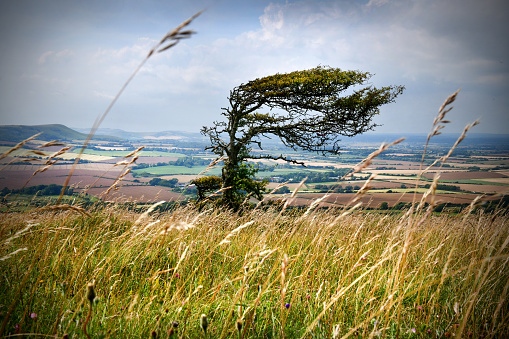 Dark clouds with wind sculpted tree  The top of a windy grassy hill in summer on the South Downs of England.  A remote rural scene