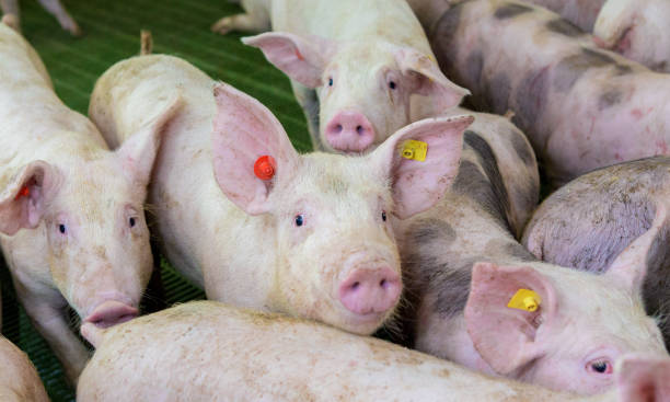 istock Pink pigs on the farm 1161986512