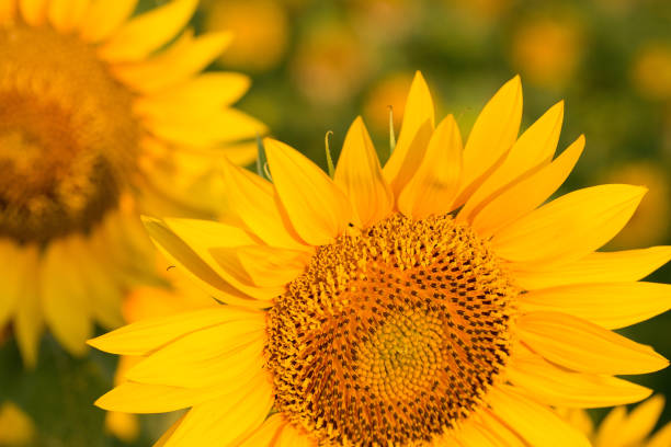 istock Golden summer sunflower in the sun 1161986550