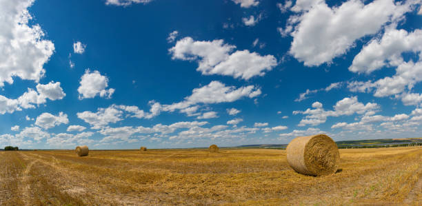 Panoramic image of mown wheat field for a banner. Field after harvest, Big round bales of straw. Panoramic image of mown wheat field for a banner. Field after harvest, Big round bales of straw. rolling field stock pictures, royalty-free photos & images