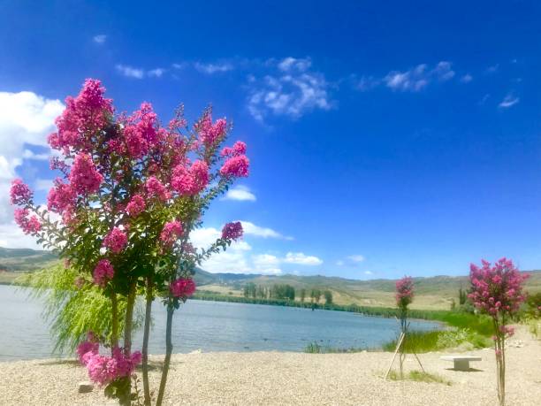 Lisi Lake Pictures | Download Free Images on Unsplash