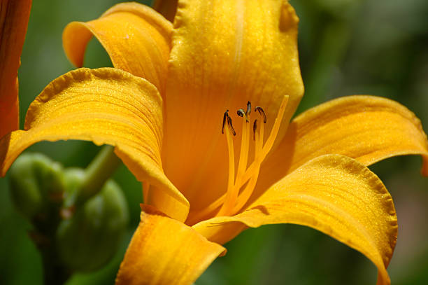 istock orange day lily, Hemerocallis cultivar 116198722