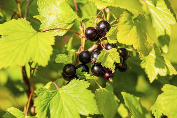 kuvapankkikuvat ja rojaltivapaat kuvat aiheesta lähikuva mustaherukasta eristettynä. mustat marjat ja vihreät lehdet keskiössä. - black currant