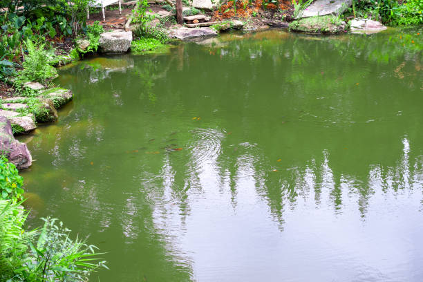 backyard garden pond with green plant