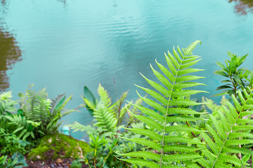 Closeup fern leaf with garden pond background