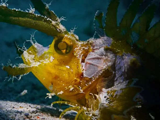 Underwater clsoe-up photography of a ambon scorpionfish (Pulau Bangka, North Sulawesi/Indonesia)