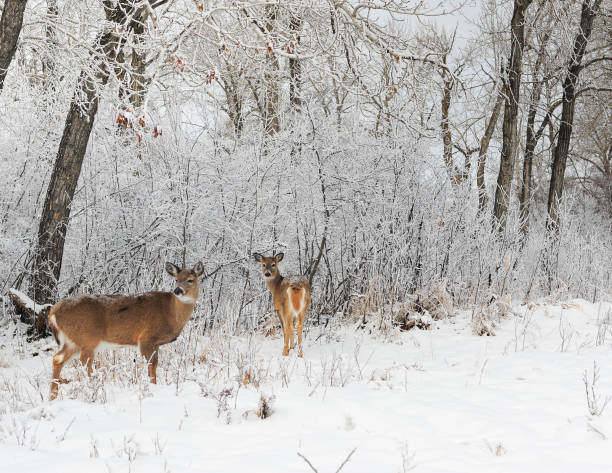 istock City Park Wildlife 1161988296