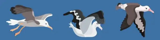 Vector illustration of bird albatross flat style cartoon collection