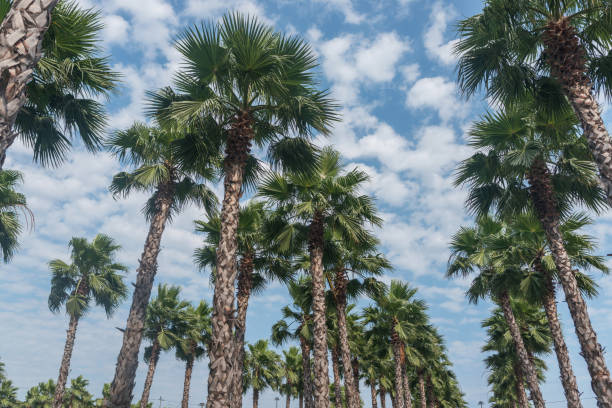 istock Palm trees view from bottom up to the sky at sunny day. 1161989476