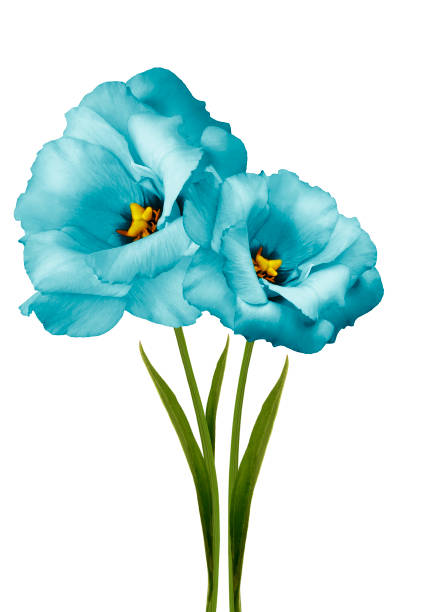 istock flowers turquoise eustomas on a white isolated background with clipping path. Flowers on a stalk with green leaves. Close-up. Nature. 1161990283