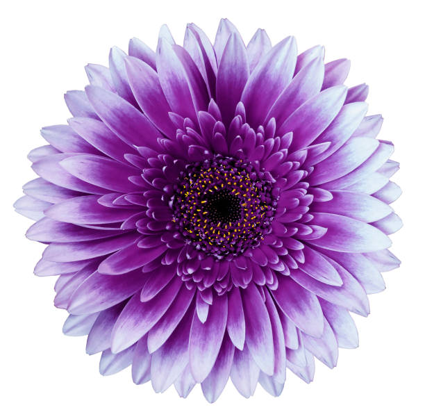 istock purple gerbera flower, white isolated background with clipping path.   Closeup.  no shadows.  For design.  Nature. 1161990307