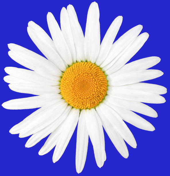 istock Beautiful white daisy with a yellow center. Latin name anthemis nobilis. Isolate on blue background 1161990475