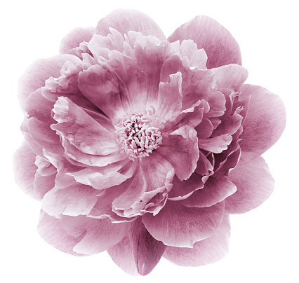 vintage pink peony flower isolated on  a white  background with clipping path  no shadows. Closeup.  Nature.